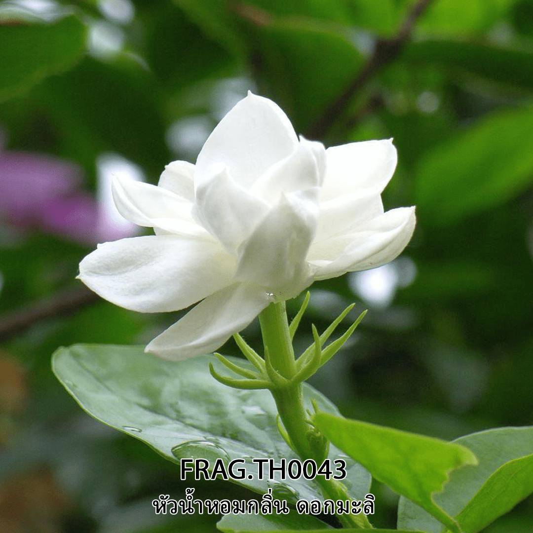 ?10946 หัวน้ำหอมกลิ่นดอกมะลิ FRAG.TH0043