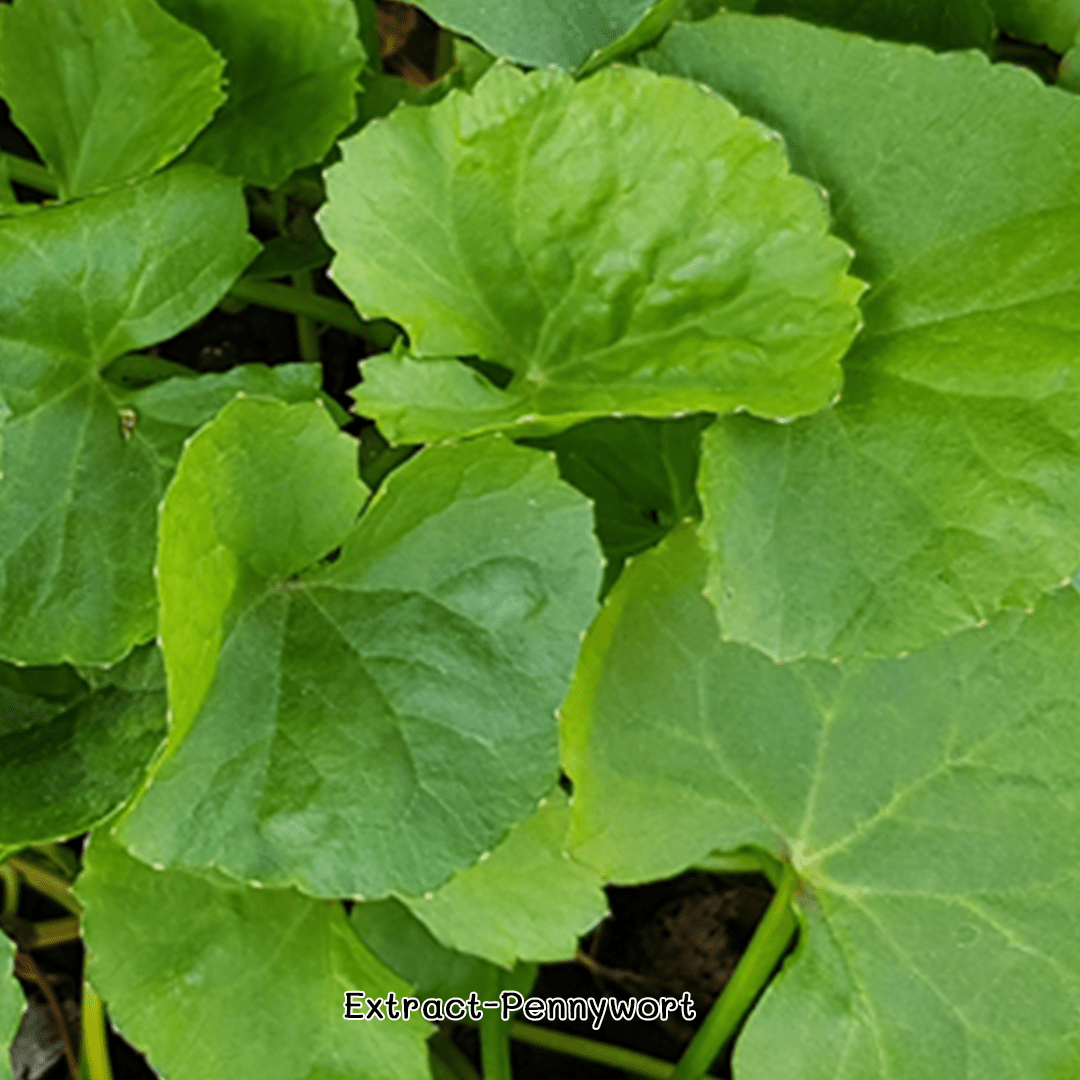 ?8188 Extract-Pennywort สารสกัดใบบัวบก? ขายปลีกส่ง เคมีภัณฑ์ สารสกัด ใบบัวบก ราคาถูก